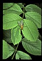 10215-00001-Flies, General.jpg