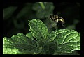 10215-00002-Flies, General.jpg