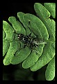 10215-00004-Flies, General.jpg