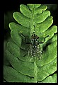 10215-00005-Flies, General.jpg