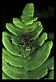 10215-00006-Flies, General.jpg