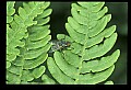 10215-00007-Flies, General.jpg