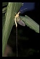 10215-00008-Flies, General.jpg