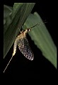 10215-00009-Flies, General.jpg