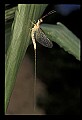 10215-00010-Flies, General.jpg
