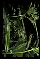 10215-00011-Flies, General.jpg