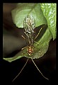 10215-00012-Flies, General.jpg