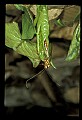 10215-00013-Flies, General.jpg