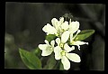10215-00014-Flies, General.jpg