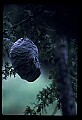 10216-00003-Bees, Wasps and Bumblebees.jpg