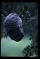 10216-00004-Bees, Wasps and Bumblebees.jpg