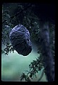 10216-00005-Bees, Wasps and Bumblebees.jpg
