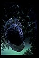 10216-00006-Bees, Wasps and Bumblebees.jpg