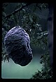 10216-00007-Bees, Wasps and Bumblebees.jpg