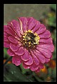 10216-00009-Bees, Wasps and Bumblebees.jpg