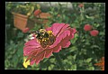10216-00013-Bees, Wasps and Bumblebees.jpg
