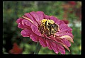 10216-00034-Bees, Wasps and Bumblebees.jpg
