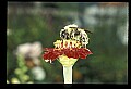 10216-00039-Bees, Wasps and Bumblebees.jpg