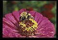 10216-00045-Bees, Wasps and Bumblebees.jpg