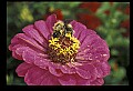 10216-00046-Bees, Wasps and Bumblebees.jpg