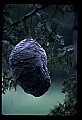 10216-00047-Bees, Wasps and Bumblebees.jpg
