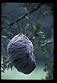 10216-00048-Bees, Wasps and Bumblebees.jpg