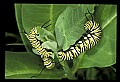 10250-00009--Butterflies and Moths.jpg