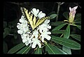 10250-00013--Butterflies and Moths.jpg