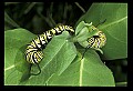 10250-00016--Butterflies and Moths.jpg