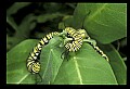 10250-00017--Butterflies and Moths.jpg