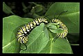 10250-00018--Butterflies and Moths.jpg