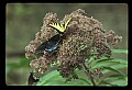 10250-00024--Butterflies and Moths.jpg