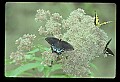 10250-00025--Butterflies and Moths.jpg