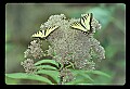 10250-00030--Butterflies and Moths.jpg