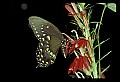 10250-00034--Butterflies and Moths.jpg