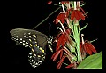 10250-00035--Butterflies and Moths.jpg
