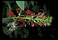 10250-00036--Butterflies and Moths.jpg