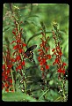 10250-00040--Butterflies and Moths.jpg