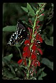10250-00041--Butterflies and Moths.jpg