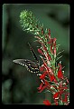 10250-00043--Butterflies and Moths.jpg