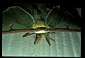 10250-00047--Butterflies and Moths.jpg