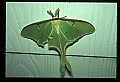 10250-00049--Butterflies and Moths.jpg