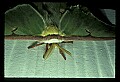 10250-00050--Butterflies and Moths.jpg