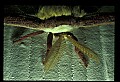 10250-00051--Butterflies and Moths.jpg