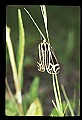 10250-00054--Butterflies and Moths.jpg