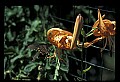 10250-00055--Butterflies and Moths.jpg