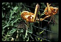 10250-00056--Butterflies and Moths.jpg