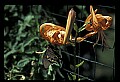 10250-00057--Butterflies and Moths.jpg