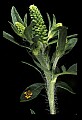 10300-00003-Insects, General-bug eggs on leaf.jpg