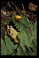 10350-00002-Spiders and Spider Webs.jpg
